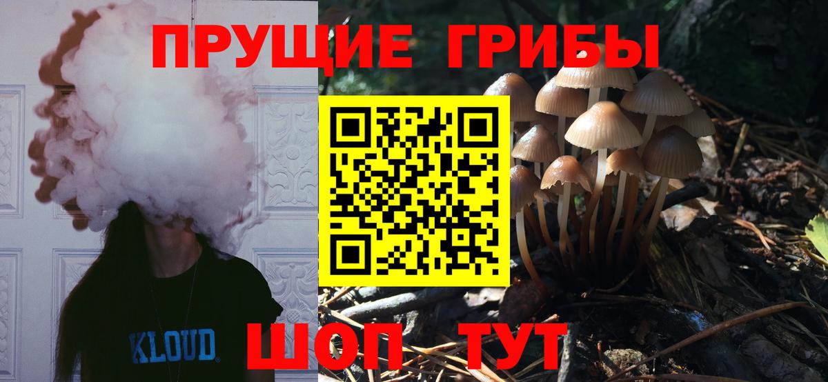 Чита  Псилоцибиновые грибы Cubensis  Вход с VPN 